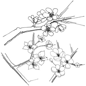 樱花野花以矢量风格隔开。植物全名 樱花。背景纹理包装图案框架或边框的矢量花