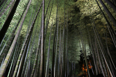 kodaiji 夜竹京都的秋季季节