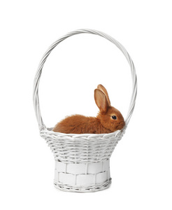 白色背景可爱的兔子篮子