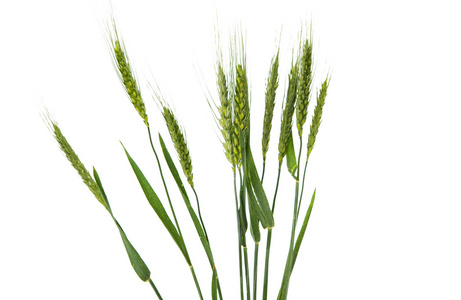 大麦的绿色耳朵图片-大麦的绿色耳朵素材-大麦的绿色耳朵插画-摄图新