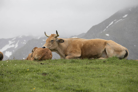 牛和小牛在山上