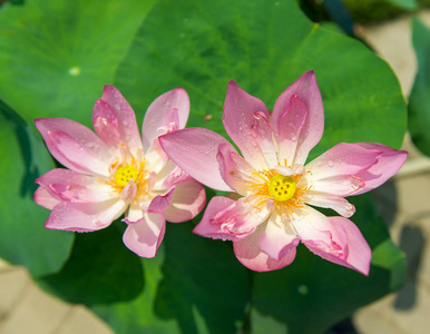 在池塘里朵盛开的莲花