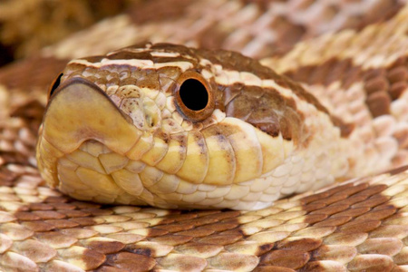 Heterodon nasicus, 西方猪鼻蛇, 明尼苏达州, 美国