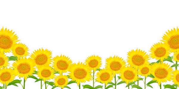 向日葵夏天花背景