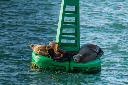 海狮海豹轻松上浮标