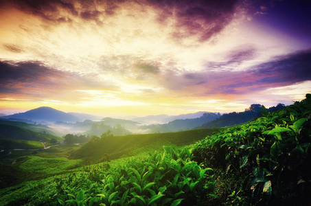 在清晨惊人美丽的自然风景。特写拍摄茶树在雾山和日出背景