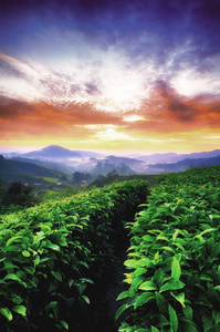 在清晨惊人美丽的自然风景。特写拍摄茶树在雾山和日出背景