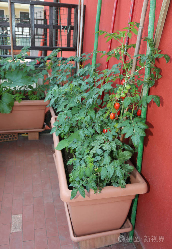 许多红色成熟的西红柿樱桃类型种植在露台的阳台上的公寓