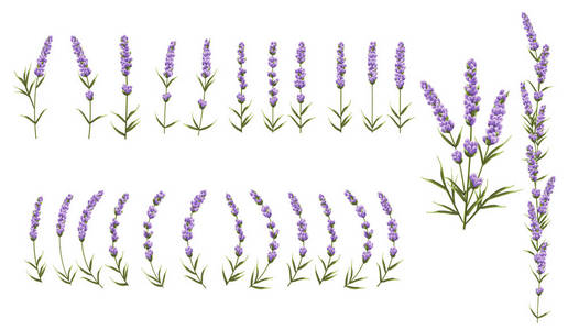 一套独立的紫色薰衣草水彩样式对象