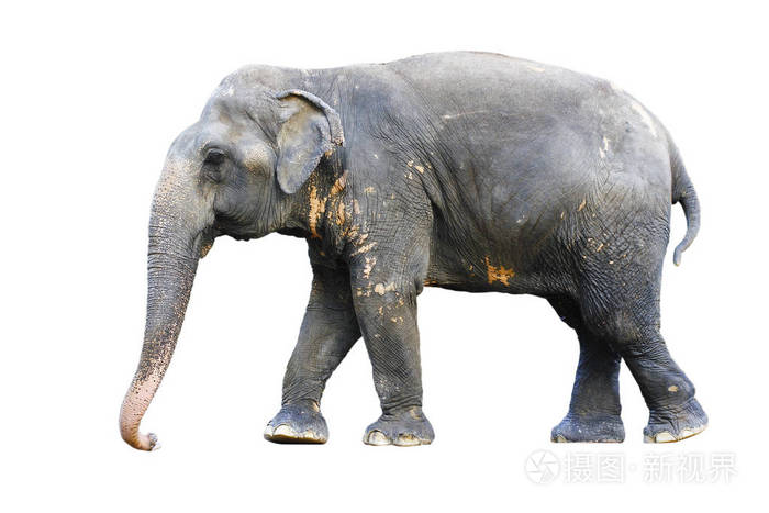 侧面视图的立场泰国大象在惠特