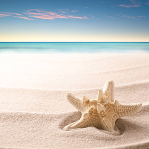 热带躺在沙滩上的海星