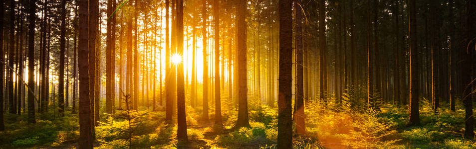 在春天的阳光寂静森林