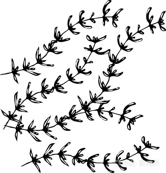 手绘百里香植物以叶草本植物剪影.食物和香料矢量图