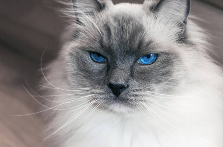 美丽的传奇蓝眼睛的猫的肖像图片