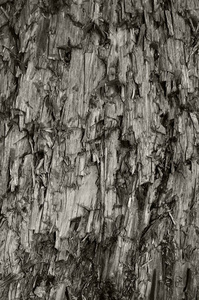 自然风化质地灰色灰褐色棕色砍下的树树桩 大型立式详细受伤受损破坏灰色木材背景木宏特写 黑色纹理裂开木模