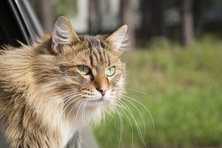 在运窗外头猫