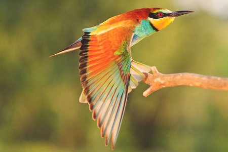 异国情调的鸟儿张开翅膀坐在树枝上, 野生动物和独特的鸟类照片