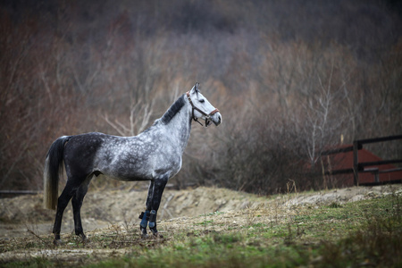 孤独的灰色马