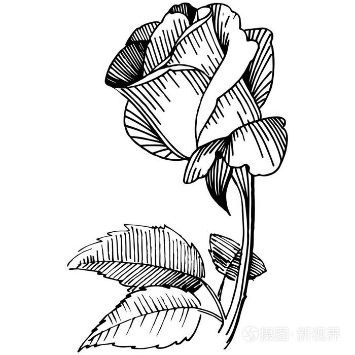 野花玫瑰一朵在孤立的矢量风格