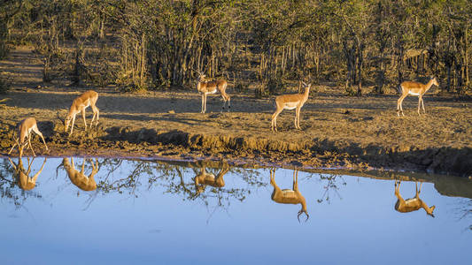 常见的黑斑羚在南非克鲁格国家公园