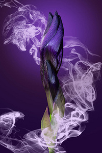 紫色背景下烟雾中的紫虹膜芽图片