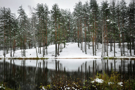 冬天的森林景观。松树反映在湖的水