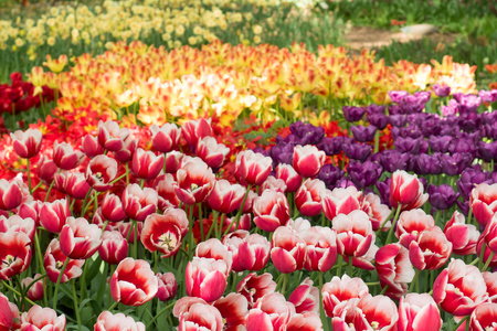 色彩艳丽的郁金香花盛开的花园图片