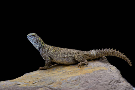 Uromastyx macfadyeni Macfadyens Mastigure 索马里