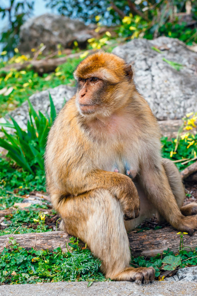 一只野生雌性猕猴的肖像猕猴是英国海外领土上最著名的景点之一
