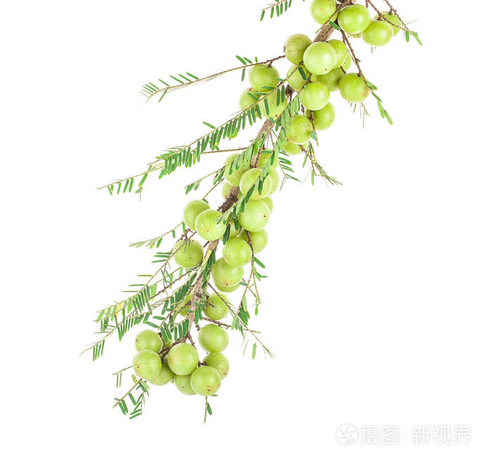 余甘子的多年生植物是一种富含维生素c浅绿色的水果还有草药makhampom