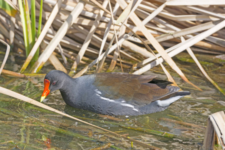 德克萨斯州阿兰瑟斯港附近的湿地池塘里常见水鸡
