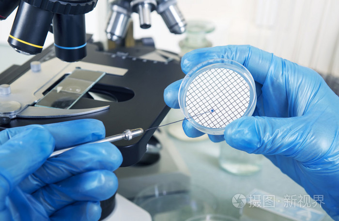 微生物学家手培养在显微镜旁边的培养皿