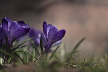 番红花 番红花。第一朵花