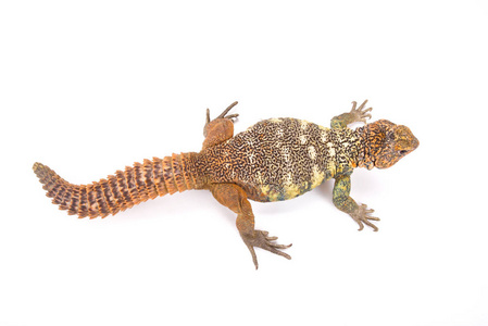 Uromastyx yemenensis, 南阿拉伯刺尾蜥蜴, 也门