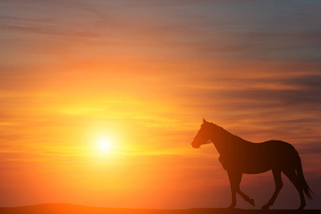 一匹马站在一个美丽的黄昏的背景上的剪影