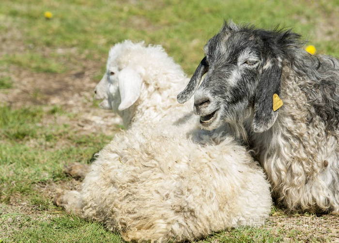在河的附近放牧绵羊山羊