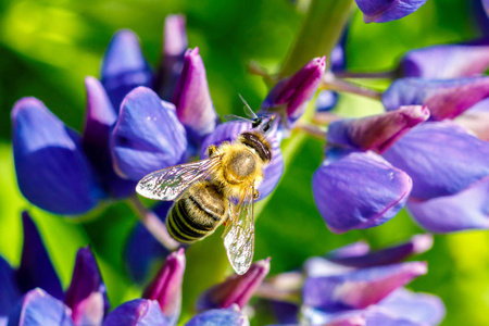 蜜蜂坐在一朵花上。蜂蜜采集的概念
