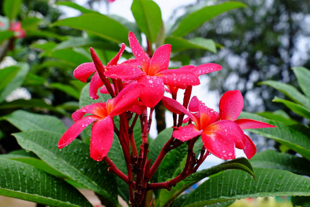 雨中的美丽花朵和雨天的水滴