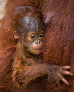 彭哥 猩猩宝宝。印度尼西亚