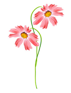 波斯菊花海图片