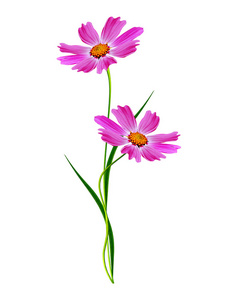 波斯菊绽放图片-波斯菊绽放素材-波斯菊绽放插画-摄图新视界