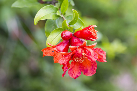 石榴树开花