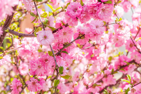 日本的樱花樱花的分支