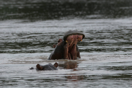 野生河马在非洲河流水河马 河马 amphibius