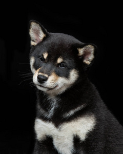 美丽 shiba inu 小狗