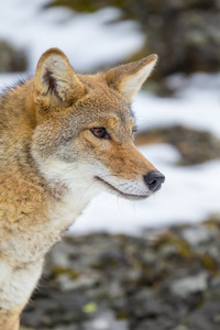 狼尾巴图片-狼尾巴素材-狼尾巴插画-摄图新视界