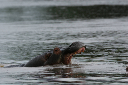 野生河马在非洲河流水河马 河马 amphibius