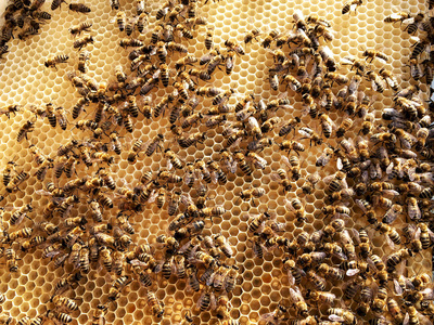 蜂窝状宏观摄影, 由蜂巢中的蜂蜡,黄色甜蜂蜜组成.