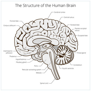 人类的大脑部分示意图向量的结构