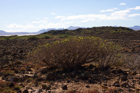 干旱地区洛沃斯岛，金丝雀，西班牙。大戟香植物。Tabaiba 杜尔塞。兰萨罗特岛